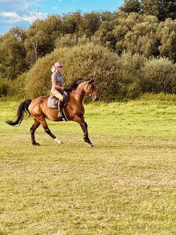 Vestfálská klisna pro děti i do sportu - 4