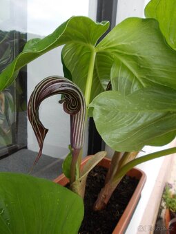 Dosny, arisaema - 4