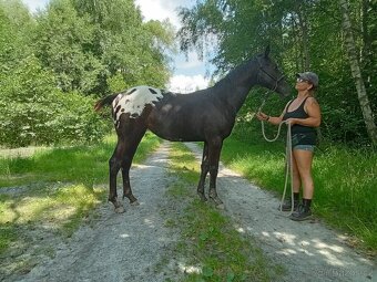 Roční appaloosa klisna - 4