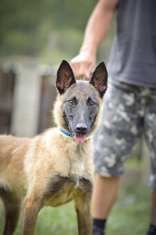 Dixie - x BO Malinois, aktivní štěně, cca 1 rok - 4