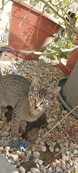 Po mamince kanadský sphynx, tatínek Evropan nabízíme kocourk - 4