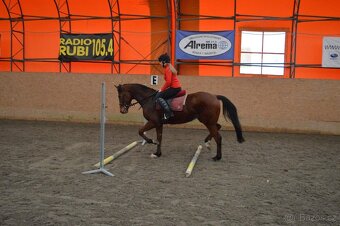 Prodám valacha A1/1 - 4