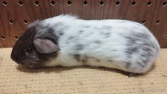 Morčata - morče hladké. - 4