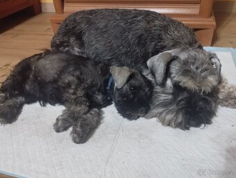 Knírač malý pepř a sůl s pp - 4