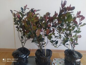 3x Blýskavka Fraserova 'Red Robin' 50-60cm v kontejnerů - 4