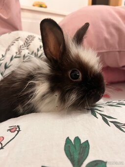 Mláďata zakrslého králíka na prodej - 4