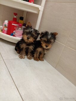 Jorkširsky teriér yorkširsky teriér - 4