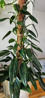 Monstera Cobra variegata - 4