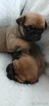 Mops - 4