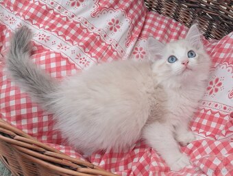 Kočičky ragdoll s PP - 4