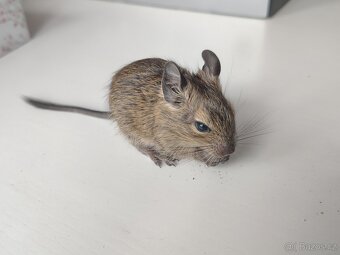 Osmák Degu - mláďata s VP ze zájmového chovu - 4