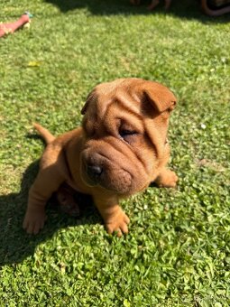 Sharpei - 4