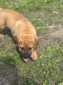 Boerboel - štěňátko pejsek - 4