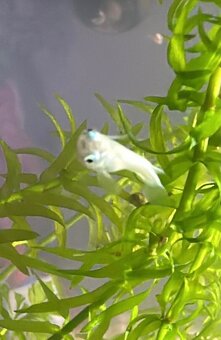 Medaka Japonská Metallic - Oryzias latipes - 4