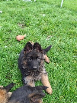 Německý ovčák - 4