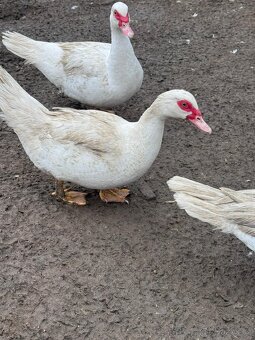 Čínské kachny - 4