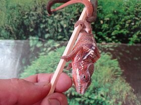 Chameleon pardáli - 4