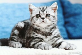 Britské “whiskas” koťátko - kočička - 4