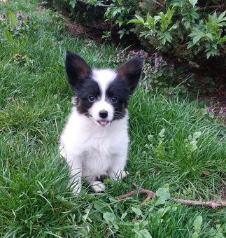 Papillon - 4