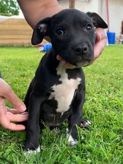 Americky pitbull s pp - 4