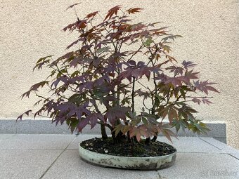 Bonsai, Bonsaj, japonský javor, lesík - 4