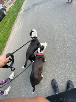 Amstaff štěňata - 4