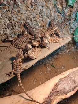 Agama vousatá - mláďata - 4