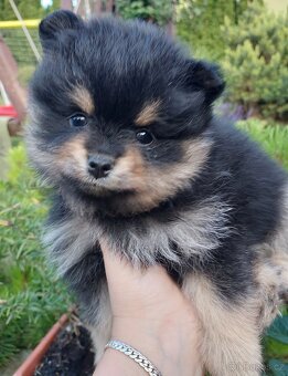 Pomeranian štěňátka - 4