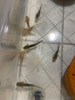Axolotl - 4
