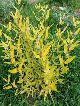 Ořechokřídlec , hortenzie a další keře - 4