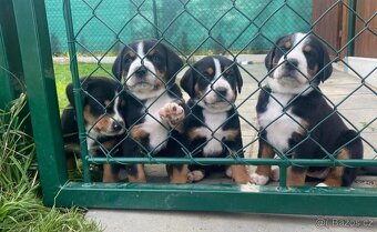 Velký švýcarský salašnický pes - rezervace štěňátek s PP - 4