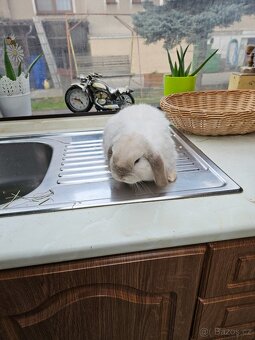 Zakrslý králík - 4