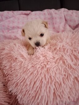 Yorksirsky/Jorksirsky terier X - 4