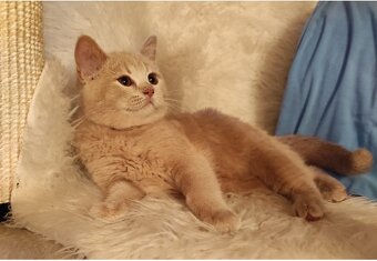 Britská modrá koťátka - 4