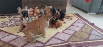 Francouzský buldoček - 4