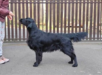 Flat coated retriever s PP - CHS Cedletes - 4