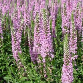 Rozrazil klasnatý - Veronika spicata 4000 semen 50 Kč - 4