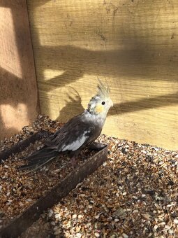 Korela chocholatá - 4