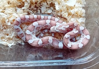 Užovka červená het Scaleless - 4