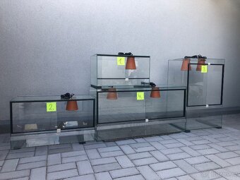 chameleon jemenský - 4