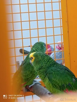 Amazoňan modročelí eastiva - 4