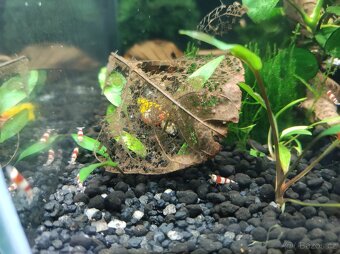 Krevetky Caridina Red Bee, Crystal Red - 4