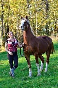 Připouštění Welsh cob - D - 4