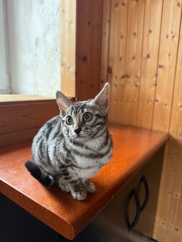 Bengálská kočka - stříbrná kočička k odběru - 4