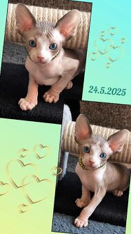 Kanadský sphynx koťátka k rezervaci - testována FeLV / FIV - 4