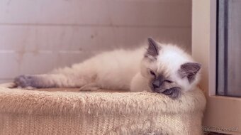Koťátka Ragdoll s PP - 4