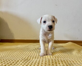 Štěňata Parson Russell Terier s PP - 4