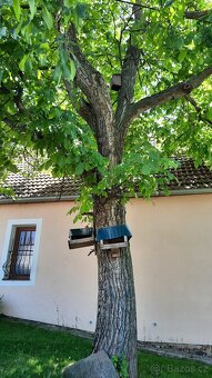 Poptávám pokácení ořešáku - 4