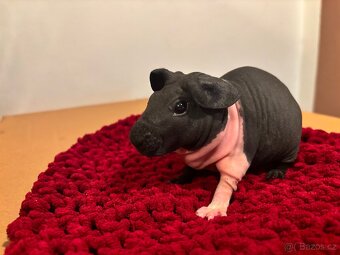 Skinny samičky s PP - 4