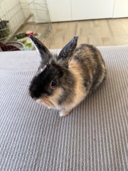 Zakrslý králík - 4